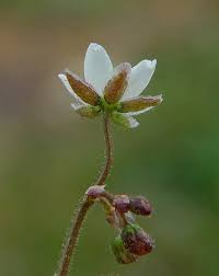 Image result for Spergula arvensis