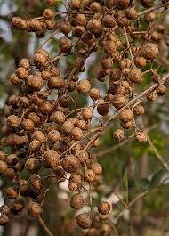 Image result for Lawsonia