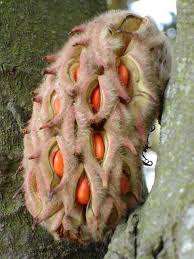 Pin On Organic