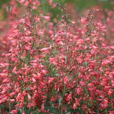 It is often included in wildflower seed mixes. Twizzle Coral Penstemon Seeds Perennial Flower Seeds