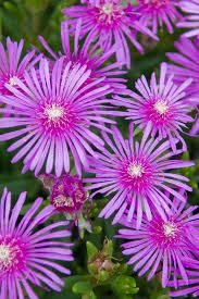 Every image is high quality and. Hd Nature Wallpapers For Mobile Phones Pretty Flowers 640x960 Download Hd Wallpaper Wallpapertip