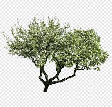 Gum arabic, also known as gum sudani, acacia gum, arabic gum, gum acacia, acacia, senegal gum, indian gum, and by other names, is a natural gum consisting of the hardened sap of two species of the acacia (sensu lato) tree, acacia senegal (now known as senegalia senegal) and vachellia (acacia). Gum Arabic Png Images Pngwing