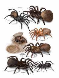 Class arachnida / order araneae: Common Spiders Of North America Spidersrule