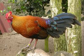 Eron Av Ve Sus Hayvanlari Ciftligi Eron Gamebirds And Ornamental Birds Farm Sulun Pheasant Keklik Partridge Bildircin Quail Turac Francolin Tavuskusu Peafowl Ordek Kaz Kugu Duck Geese Swan