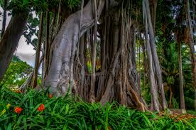 Botanischer Garten Foto Bild Europe Spain Gibraltar Spanien Bilder Auf Fotocommunity