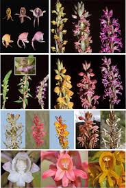 See more ideas about flower images, planting flowers, flower art. Putative Natural Hybrids In Satyrium A Flower Of A Hybrid Center Download Scientific Diagram