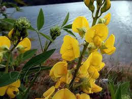 Image result for Crotalaria misella