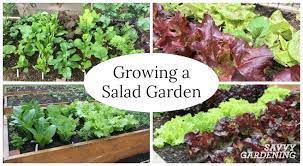 Does best when planted in early spring or late summer. Growing A Salad Garden In Garden Beds Containers Is Fast Fun Easy