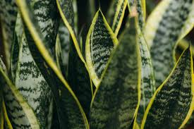 Image result for Uvaria laurentii