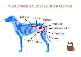Symptoms Of Prostate Cancer In Dogs