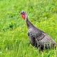 Nature Detectives: Turkeys - Henderson event image