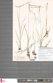 Image result for Hypolytrum heteromorphum