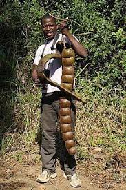 Image result for Entada bacillaris