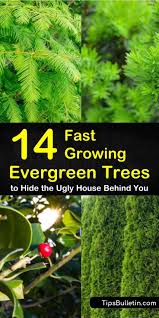 These stunning container plants can take the heat! 14 Fast Growing Evergreen Trees To Hide The Ugly House Behind You