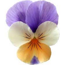 We did not find results for: Ottawa Edible Flowers The Sourdough Club