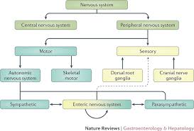 The nervous system enables humans to react to their surroundings and to coordinate their behaviour. Relationship Between The Ens And Components Of The Peripheral Nervous Download Scientific Diagram