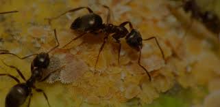 All local ants can be safely controlled and exterminated by all pest control company. The Pest Experts Ayrshire Pest Control Glasgow Ayr Kilmarnock Irvine East Kilbride Wasp Removal