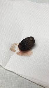 Image result for cuterebriasis in dogs