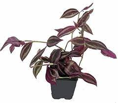 All parts of the plant are poisonous. Beautiful House Plants That Are Actually Purple Apartment Therapy