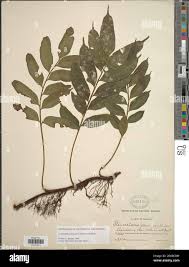 Image result for Triplophyllum protensum