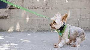 Pulling the pup to encourage walking won't work and might even make your puppy more distressed about what's happening to him. Good Leash Behavior How To Train Your Puppy Or Dog To Walk On A Leash Dogtime