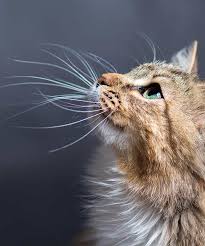 In fact, it is known that maine coons (large cat breed) usually have quite long whiskers. Why Do Cats Whiskers Fall Out And Other Whiskery Questions