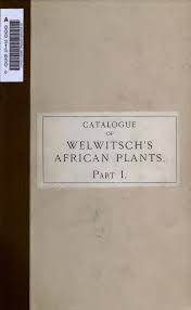 Image result for Physotrichia heracleoides