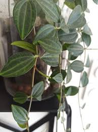 Image result for Duosperma quadrangulare