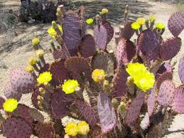 Tucson cactus and succulent society provides activities for people interested in cactus and succulents from around the world. Pima Prickly Park Is A Preserve Of Yep Prickly Plants Recreation Tucson Com