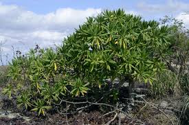 Image result for Solanecio