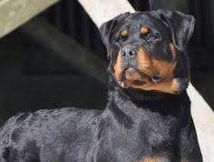 Akc registration, health certificate, health guarantees, and breeder support for life. 44 Best Rottweiler Breeders Ideas Rottweiler Rottweiler Breeders Rottweiler Puppies For Sale
