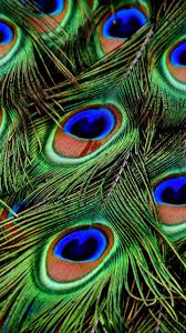 Peacock Feathers Colorful Plumage 720x1280 Wallpaper Feather Wallpaper Peacock Wallpaper Peacock Feather Art