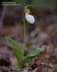 Image result for Erythrocephalum albiflorum