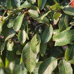 Image result for Ochna atropurpurea