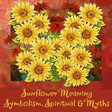 What Is The Meaning Of A Sunflower Symbolism Spiritual And Myths