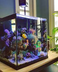 The Clown Fish Reef Tank Cube Saltwater Aquarium Tanks Marine Fish Tanks Reef Tank