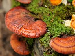 Image result for Ganoderma lucidum