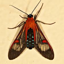Moth Cosmosoma Teuthras Moth Bugs And Insects Moth Caterpillar