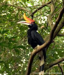 Enggang borneo kemos / enggang borneo kemos according to the belief of the dayak people their ancestors came from the sky and came down to earth as the address of hornbills. Enggang Borneo Kemos Enggang Borneo Kemos Enggang Borneo Kemos Enggang Borneo Kemos Sound Of A Hornbill Pahang Hornbill Sound Hornbill Youtube Dayak Borneo Colorful Pattern Background Jurnal Ekslusif Dengan Tema Enggang