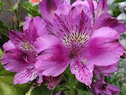 Alstroemeria Purple Hybrid Tall Peruvian Lily Etsy Purple Flowers Garden Alstroemeria Light Purple Flowers