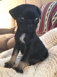 Black And Tan Pug Black And Tan Pug Puppy Animal Flashcards Pug Puppy Puppies