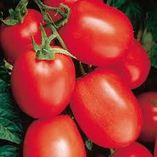 21.09.2021 · stockhead's top 10 at 10, published at 10.15am each trading day, highlights the best (and worst) performing asx small caps in morning trade using live data. Tomato Health Kick Lycopersicon Hybrid My Garden Life