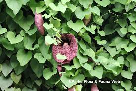 Image result for Aristolochia gigantea