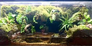 How are you planning to keep the water clean? My Most Recent Paludarium Vivarium Build Link To Full Gallery In Comments Terrariums