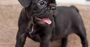 But any good doggie parent should also consider the cons before bringing one of these pups into the. Gucci The French Bulldog Puppies French Bulldog Bulldog Puppies