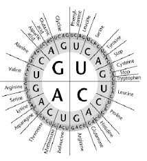 30 Rational Codon Wheel Printable