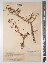 Image result for Ochna schweinfurthiana