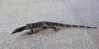 The milton lizard is described as a huge monitor lizard that is white or silver in color with black stripes down its back. Asian Water Monitor Lizards In Khao Lak Thailand My Khao Lak As Told By Locals