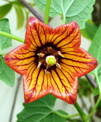 Image result for Canarina