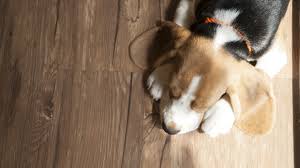 The ammonia in urine and acids in vomit can seep into seams and degrade glues over time, so sheet materials stand up best. Pets Timber Floors Brisbanes Finest Floors